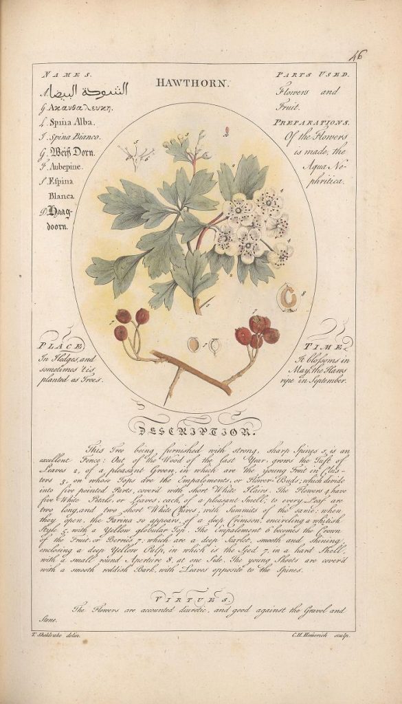 Illustration of a plant