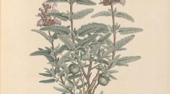 Illustration of a plant