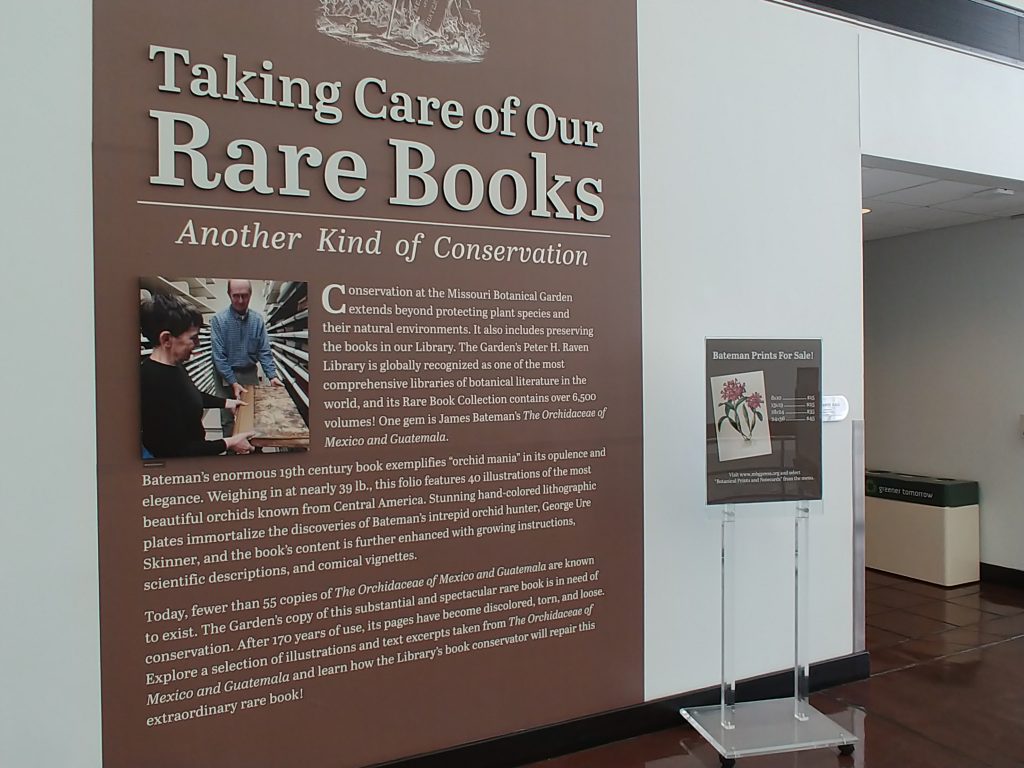 The Missouri Botanical Garden recently featured an exhibit about The Orchidaceae of Mexico and Guatemala. Image credit: Lauren Peters