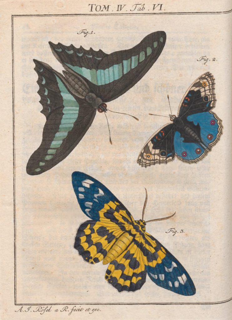 illustration of butterflies