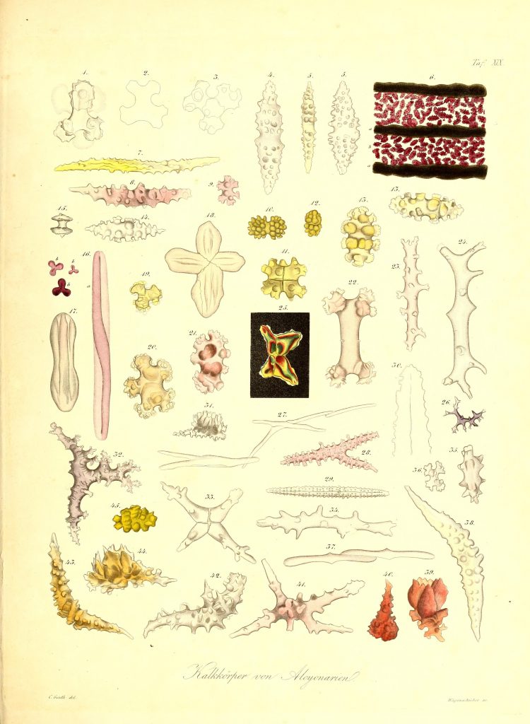 octocorals
