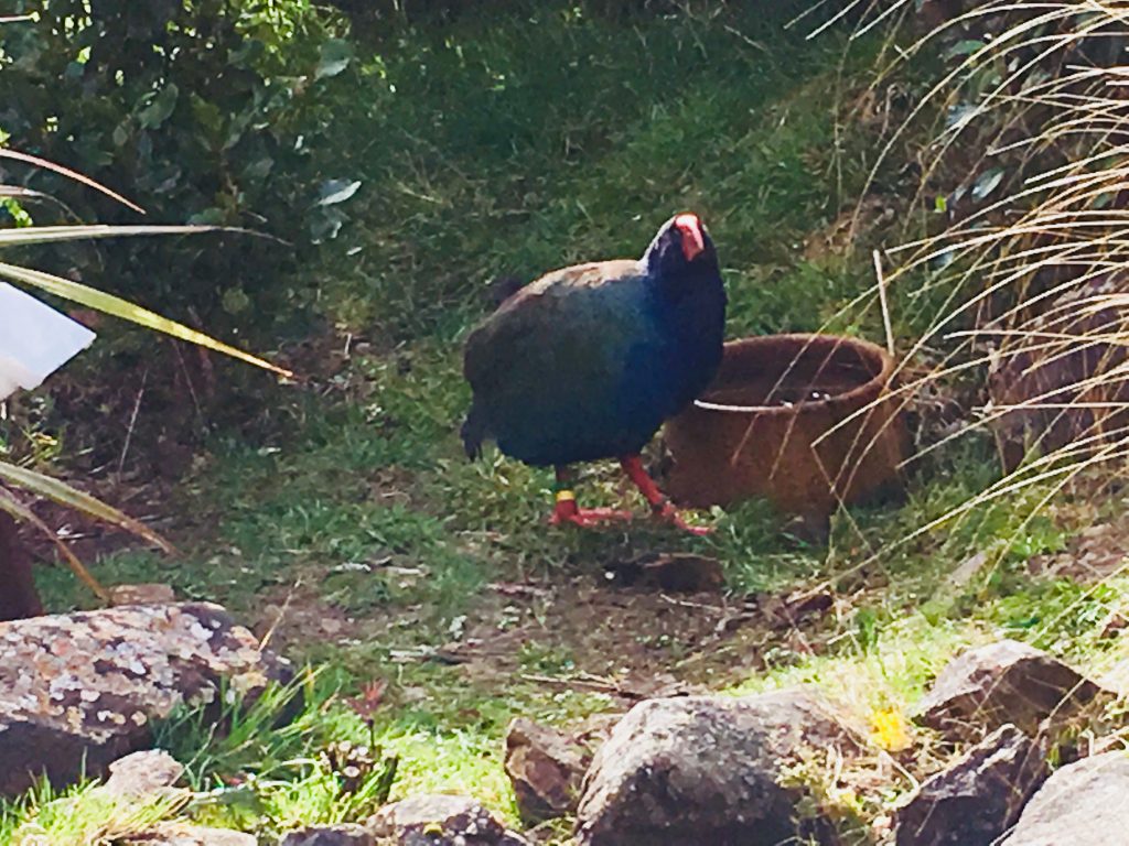 Takahē (Porphyrio hochstetteri) observed at the Orokonui Ecosanctuary.