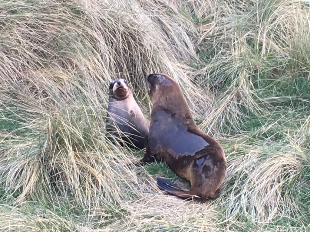 New Zealand sea lions (Phocarctos hookeri).