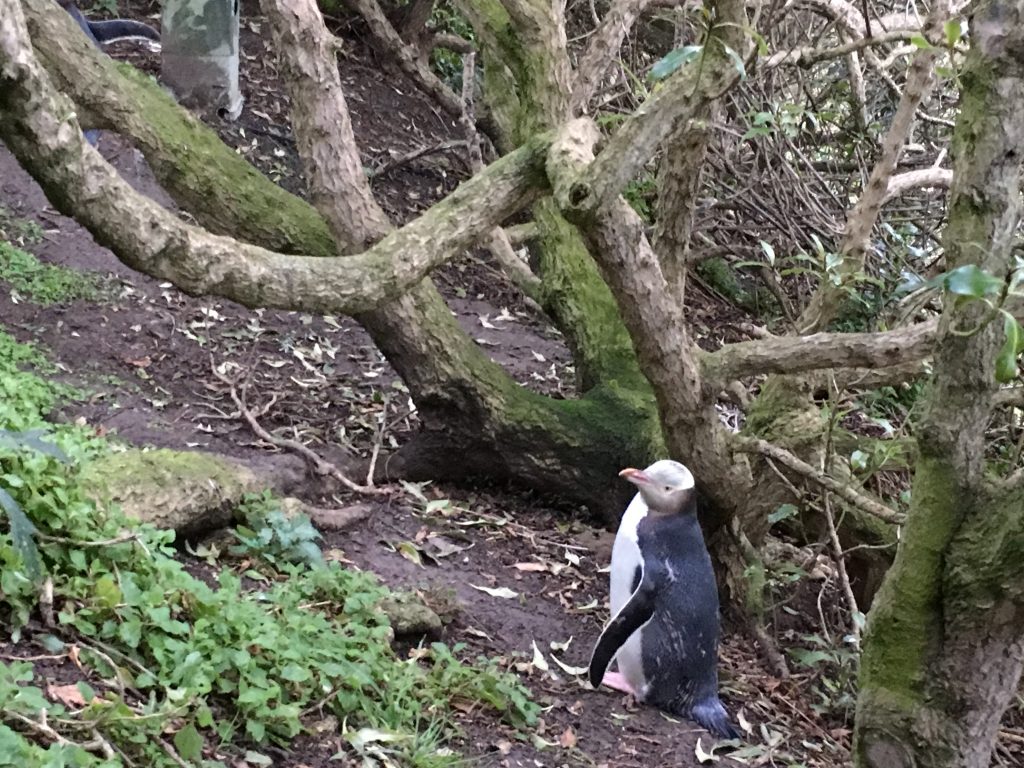 Yellow-eyed penguin (Megadyptes antipodes).