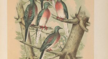 passenger pigeons sitting in a tree