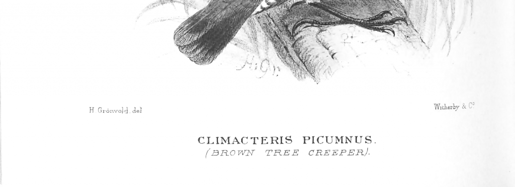 scientific name of birds on a drawing