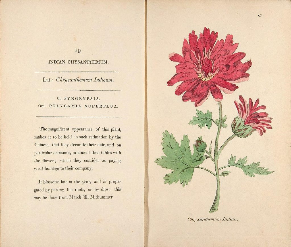 Illustration of a flower