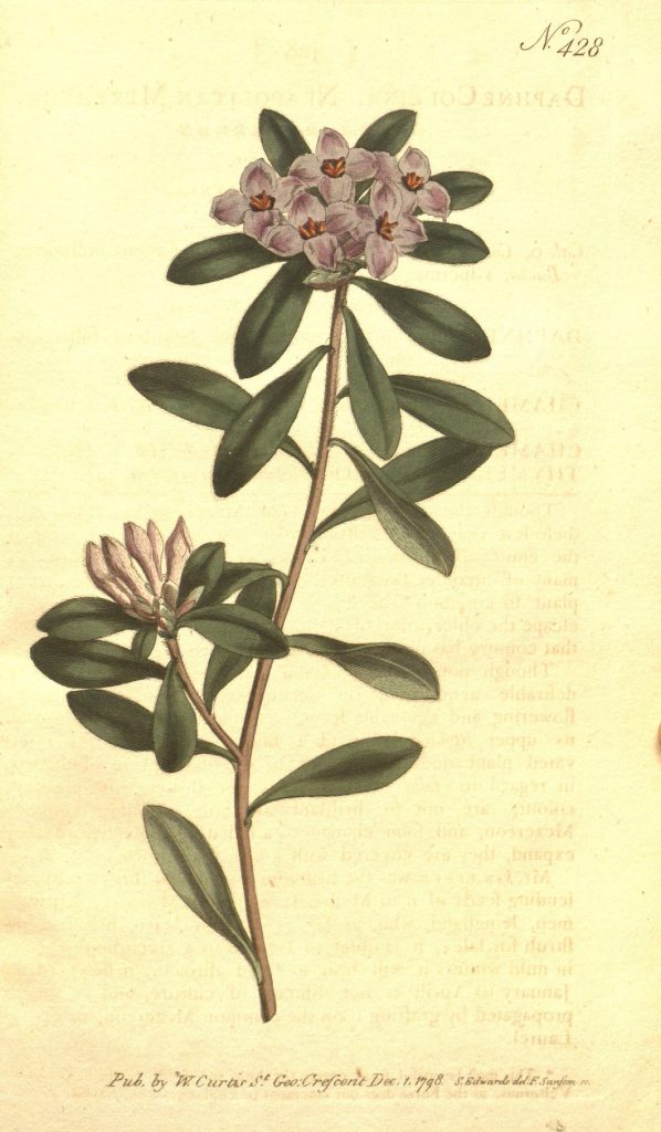 Illustration of flowers