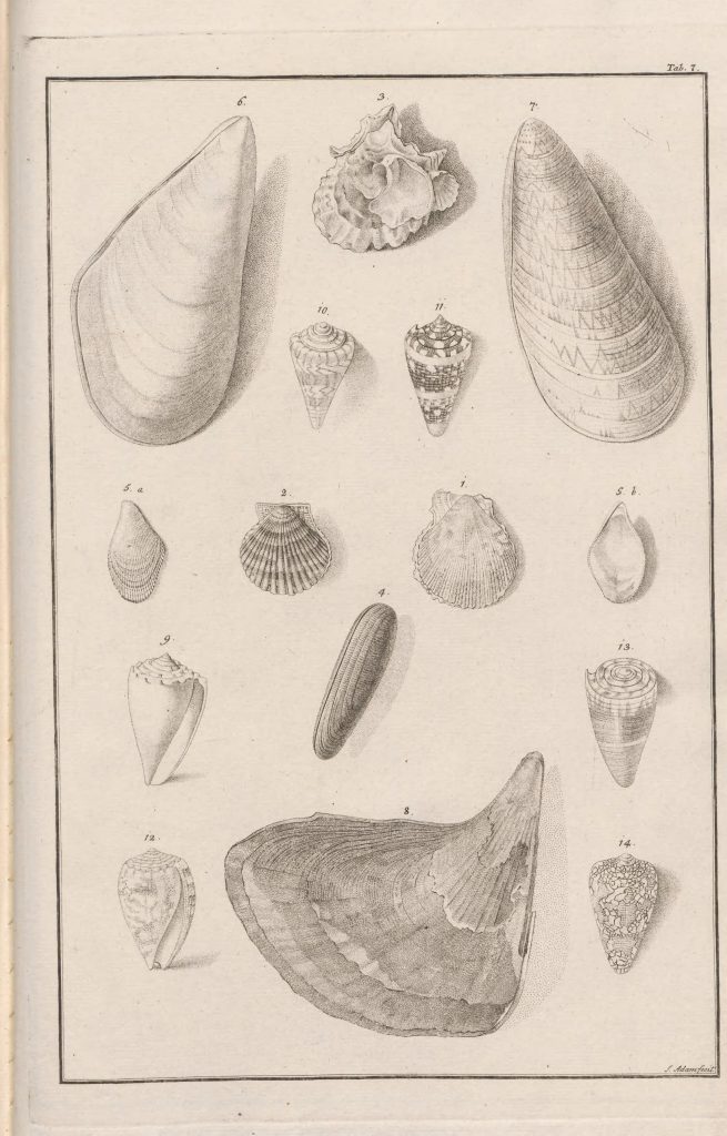illustration of shells