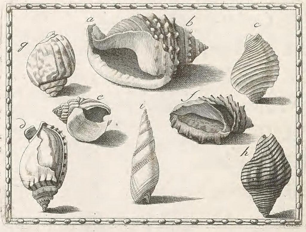 illustration of shells