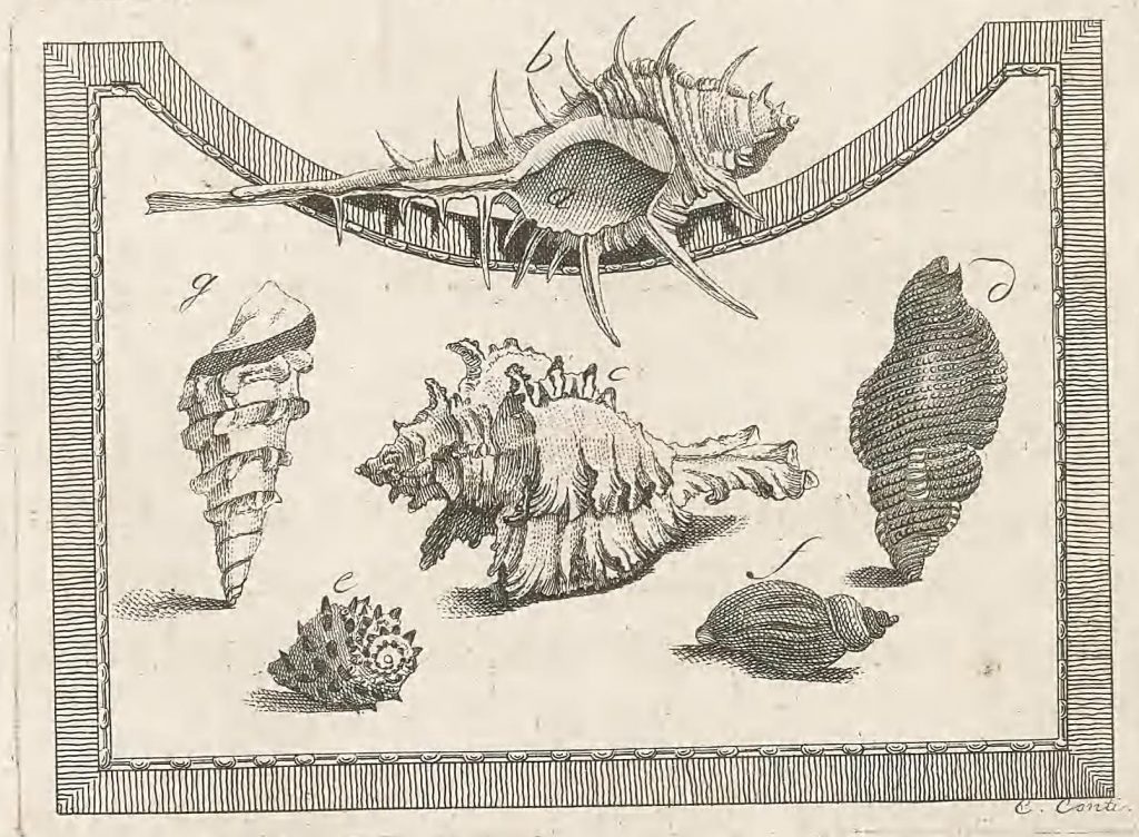 Illustration of shells