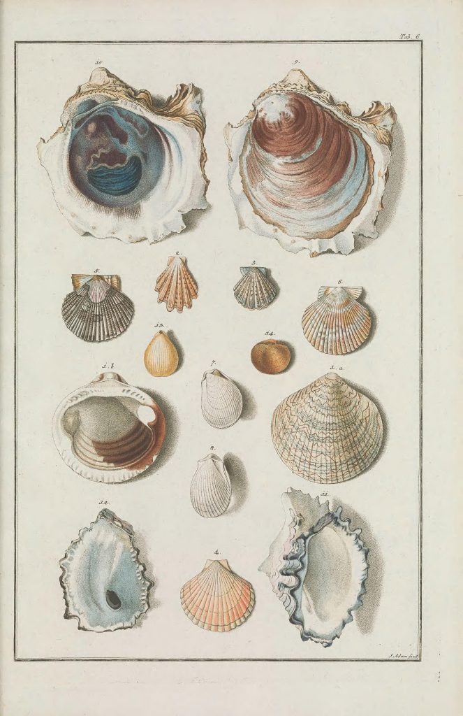 illustration of shells