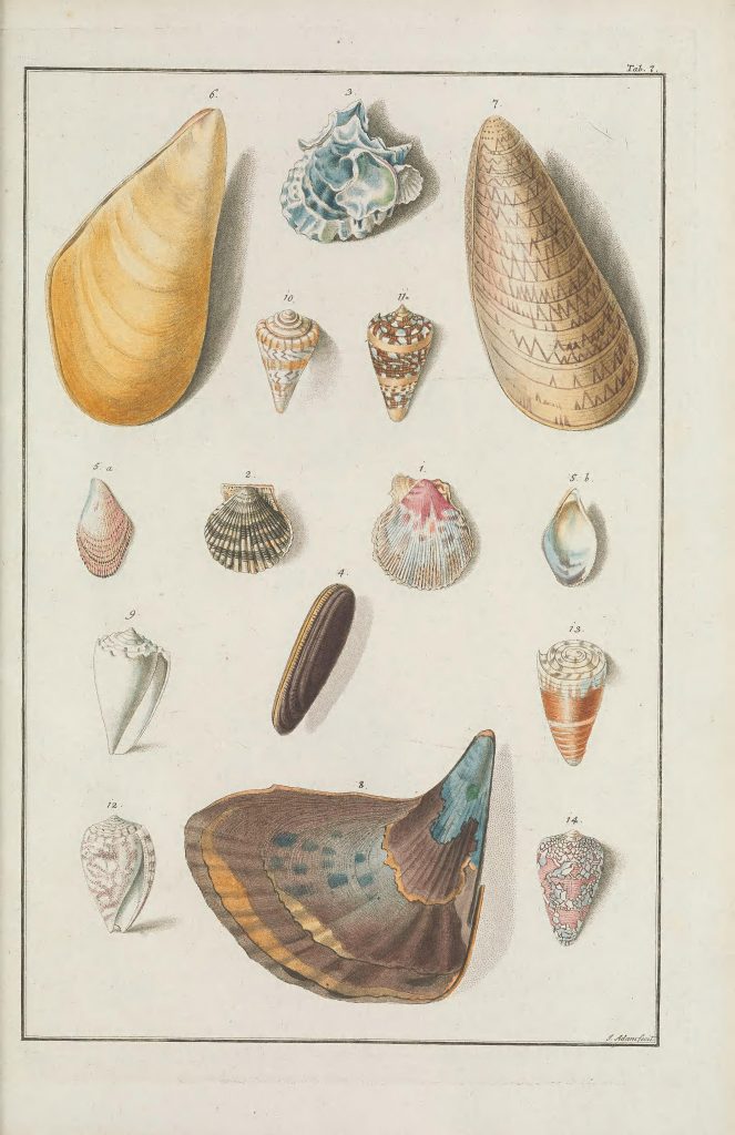 illustration of shells