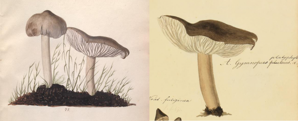 fungi illustrations