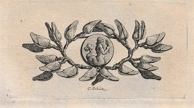 mermaid illustration