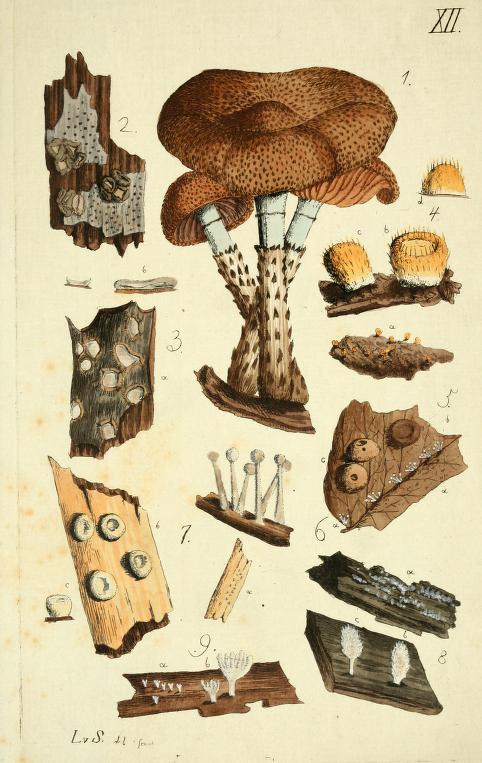 fungi illustration