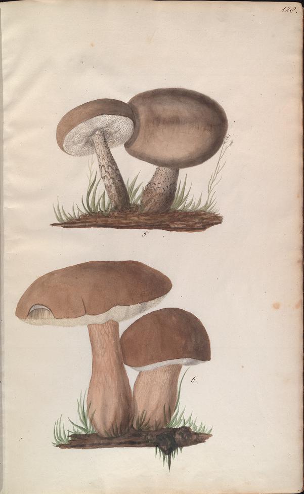 fungi illustrations