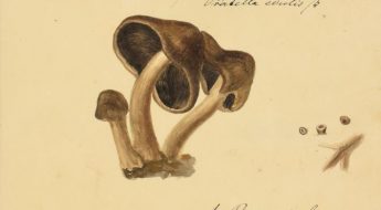 illustration of fungi