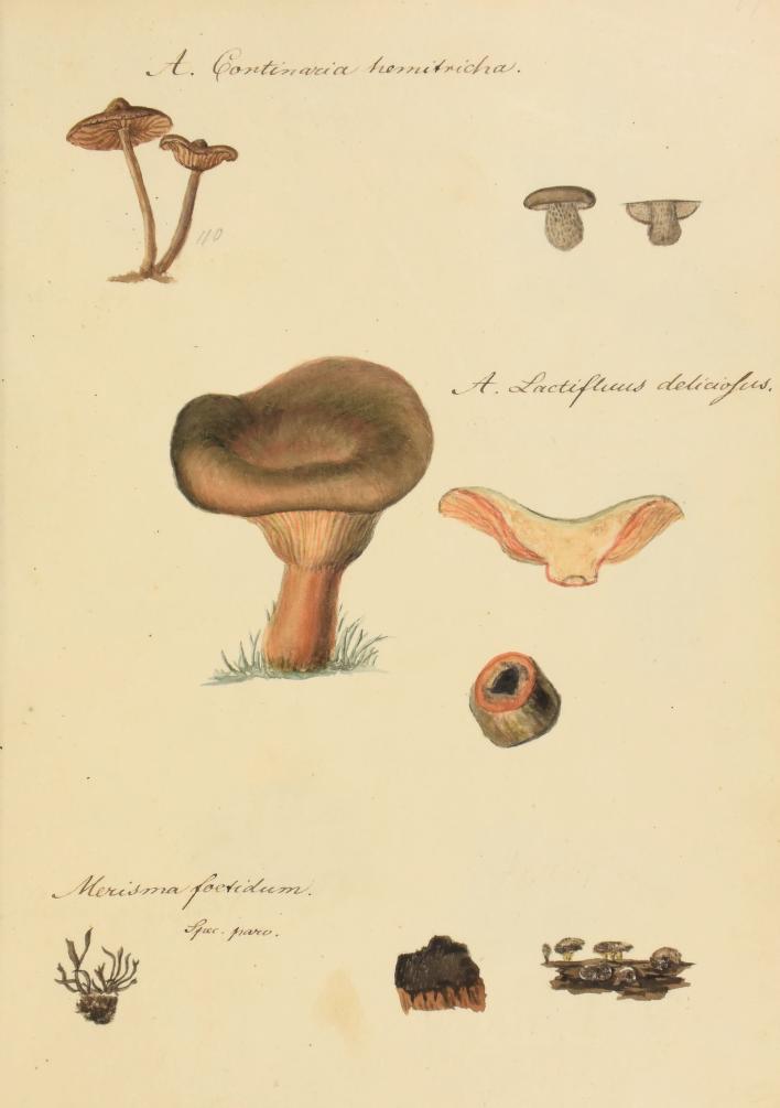 fungi illustration