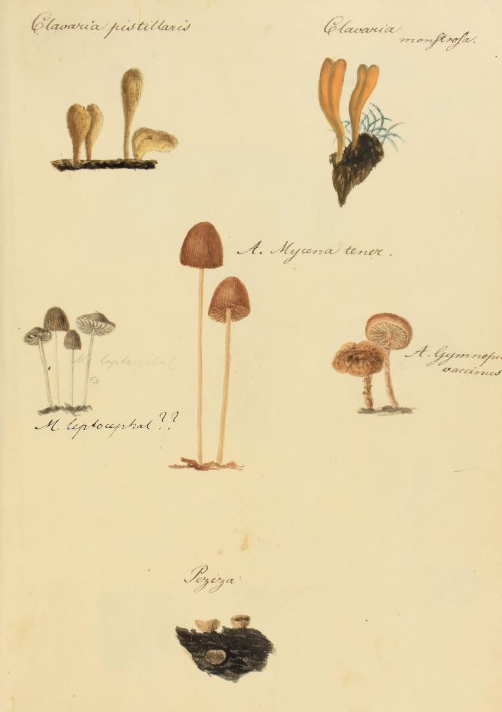 fungi illustrations