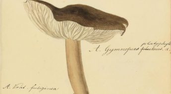 illustration of fungi