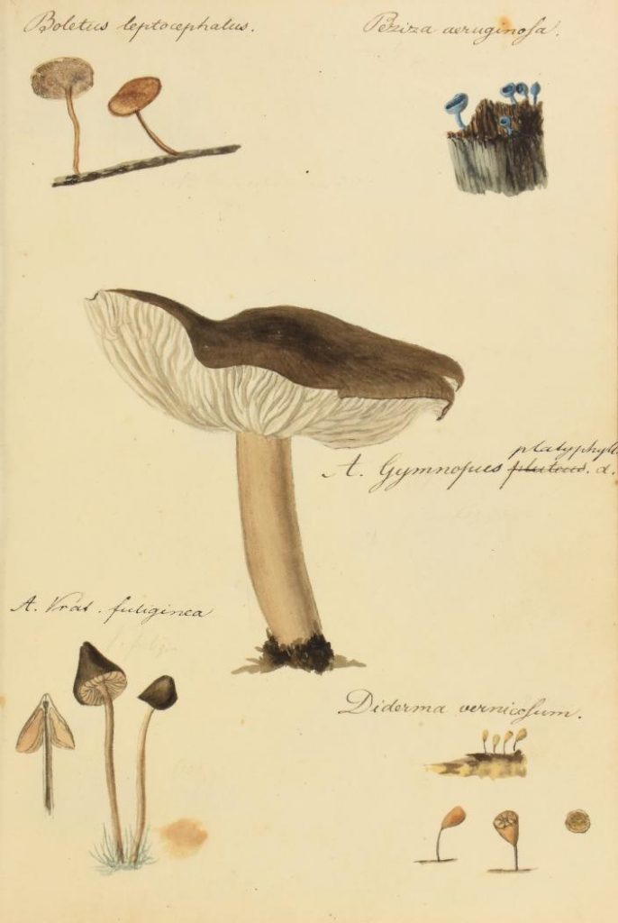 illustration of fungi