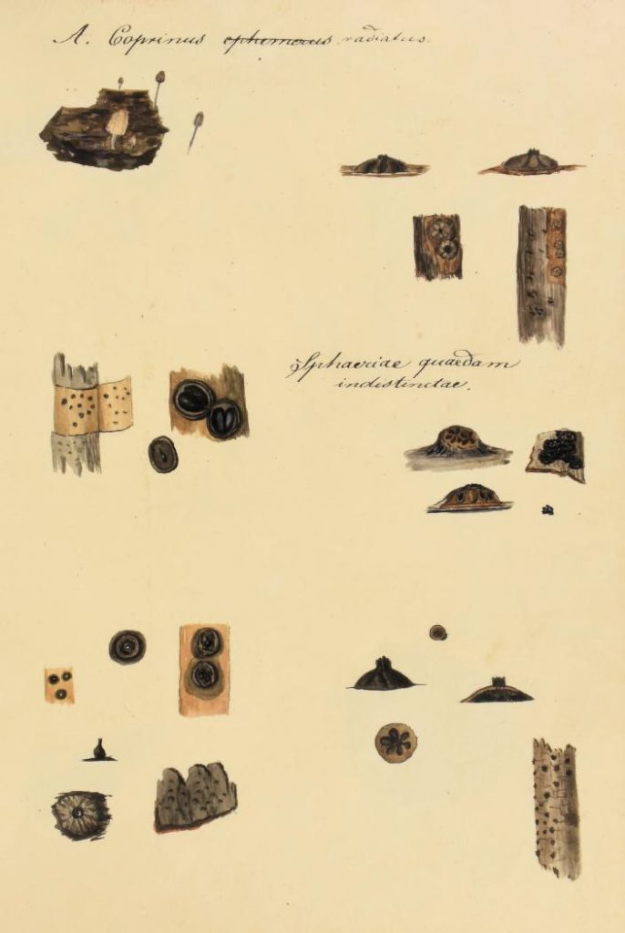 illustration of fungi