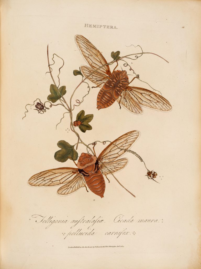 Illustration of insects