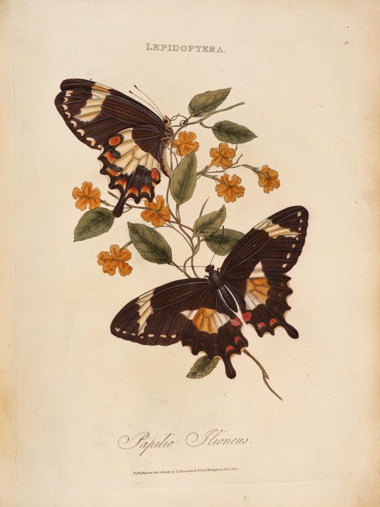 Illustration of butterflies