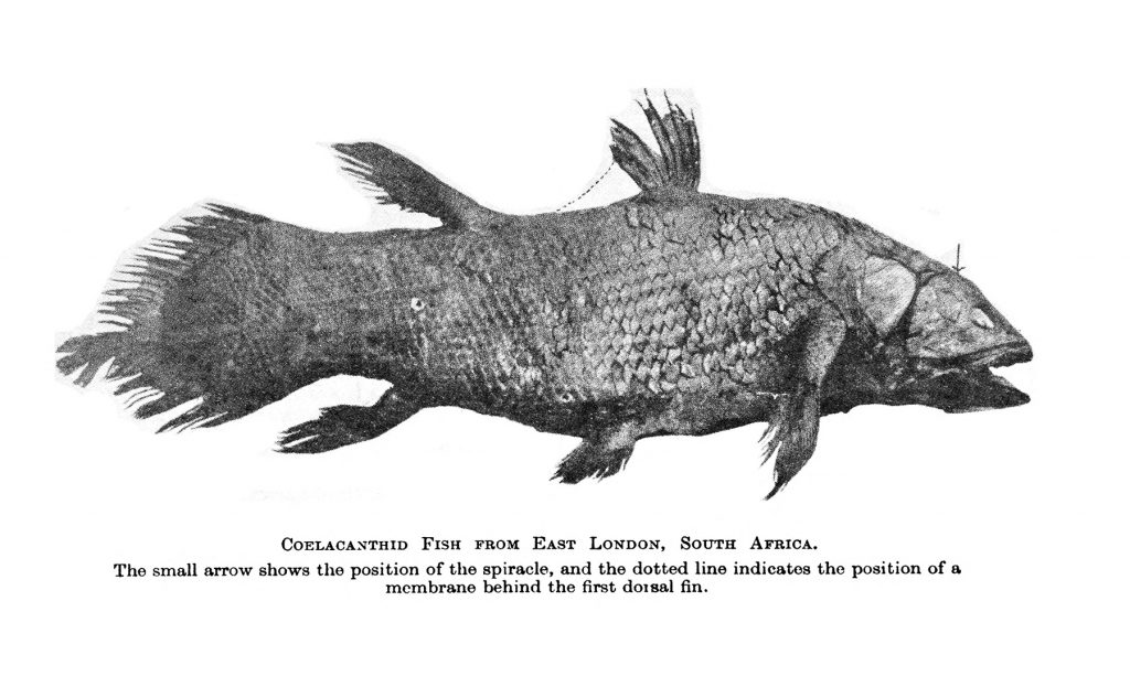 Coelacanth