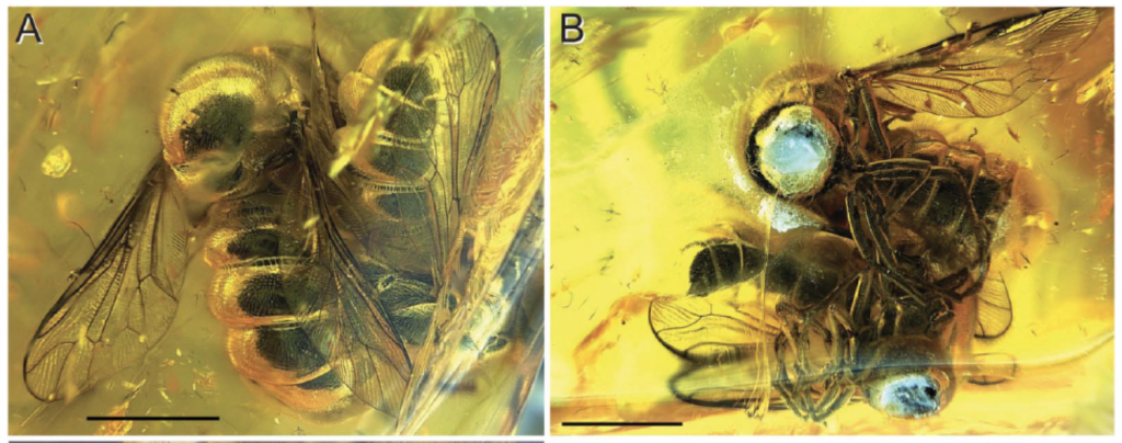 photos of Cyrtinella flavinigra