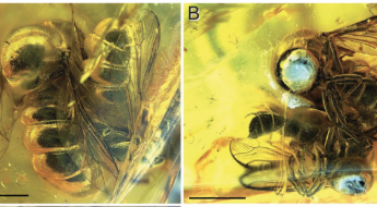 photos of Cyrtinella flavinigra