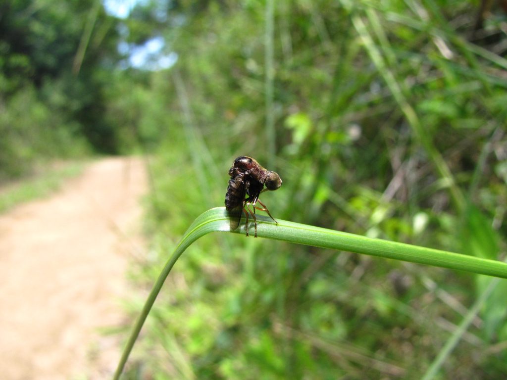 A photo of a spider fly on a blade of grass.