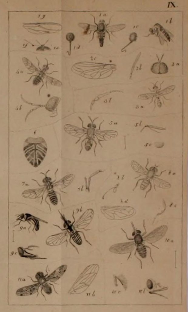 Illustration of flies.