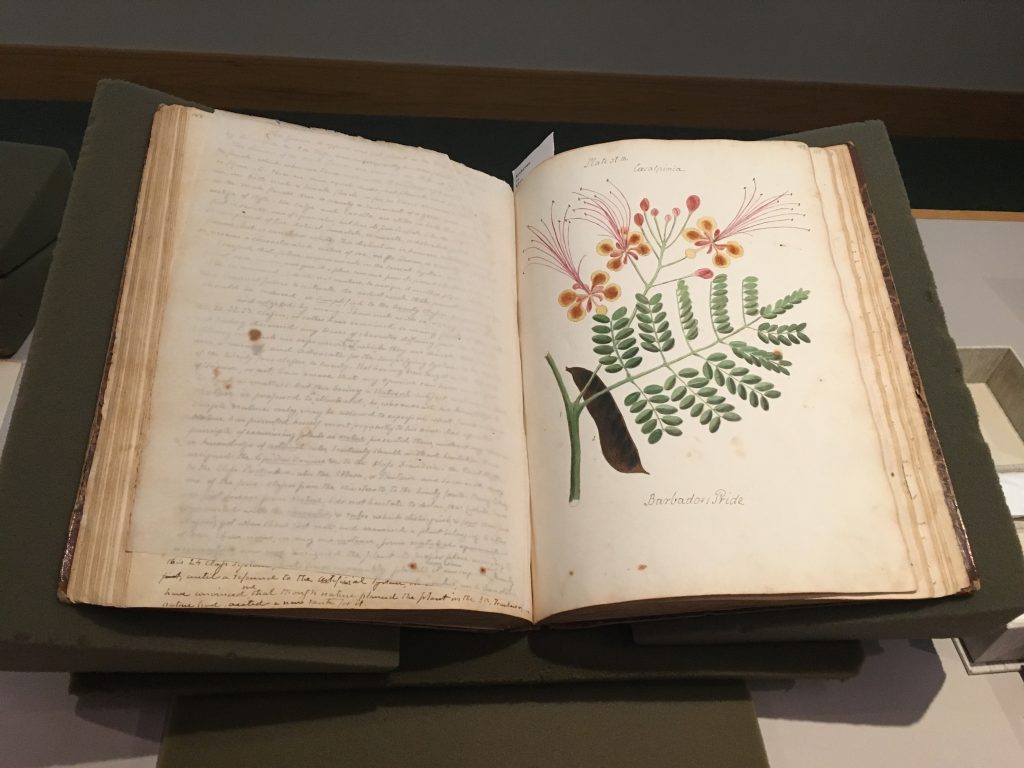 Photo of a manuscript open to a page with a drawing of a plant.