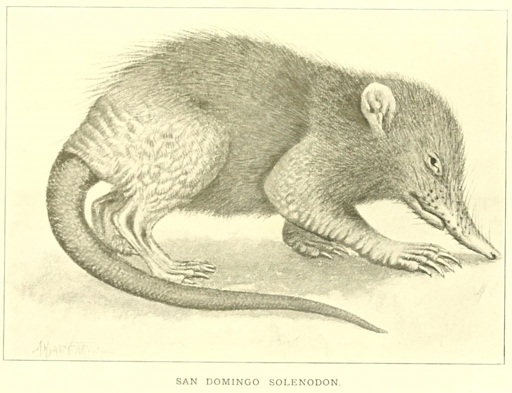 Illustration of the Hispaniolan solenodon (Solenodon paradoxus).