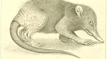 Illustration of the Hispaniolan solenodon (Solenodon paradoxus).