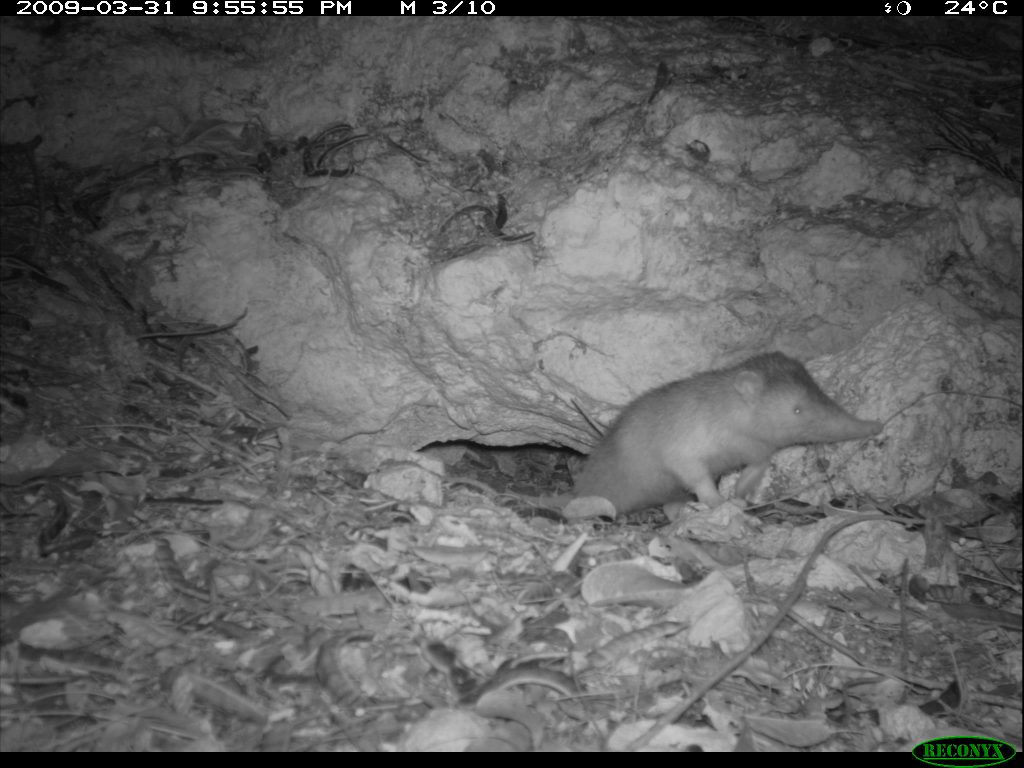A black and white photo of an Hispaniolan Solenodon.