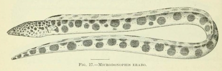 Illustration of an eel