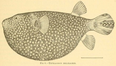 Illustration of a puffer fish