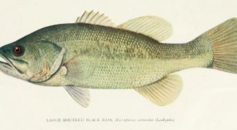 Illustration of a fish.