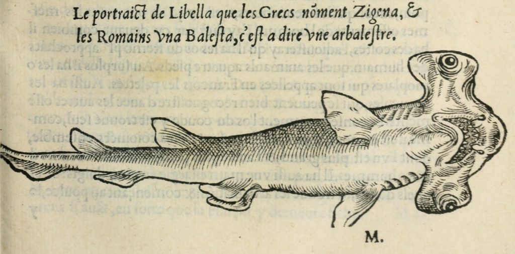 Illustration of a hammerhead shark.