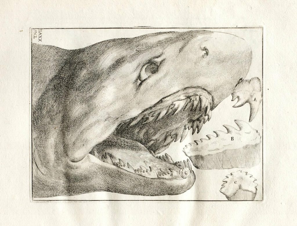 Illustration of a shark