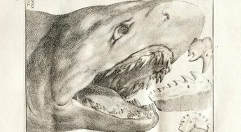 Illustration of a shark