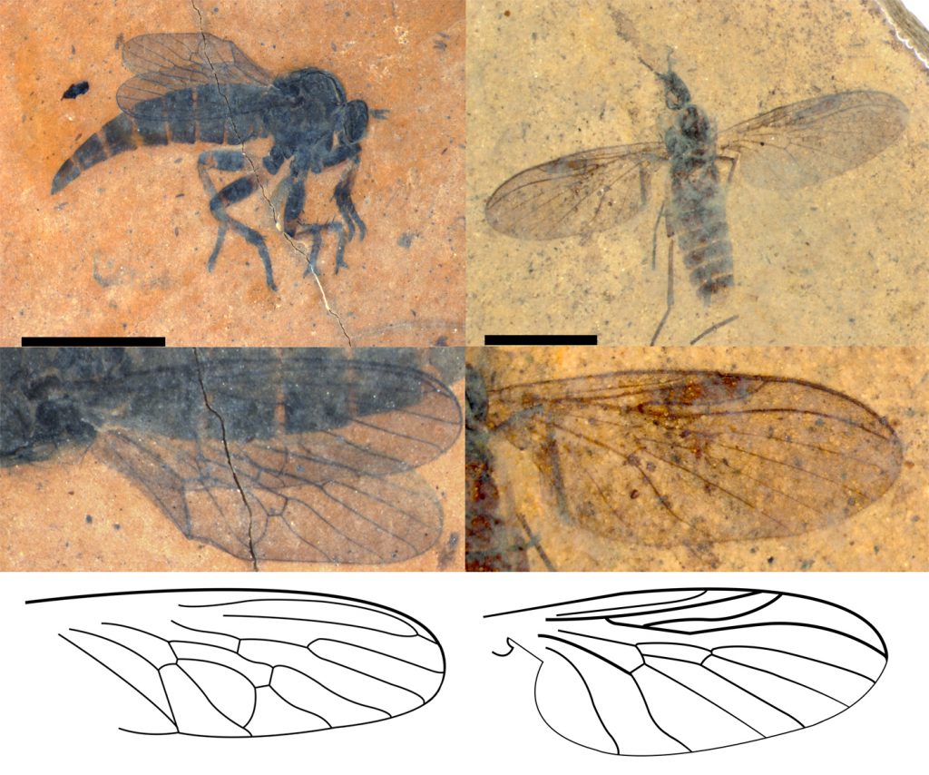 Photographs of fossil fly species
