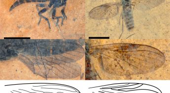 Photographs of fossil fly species