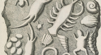 Illustration of fake fossils