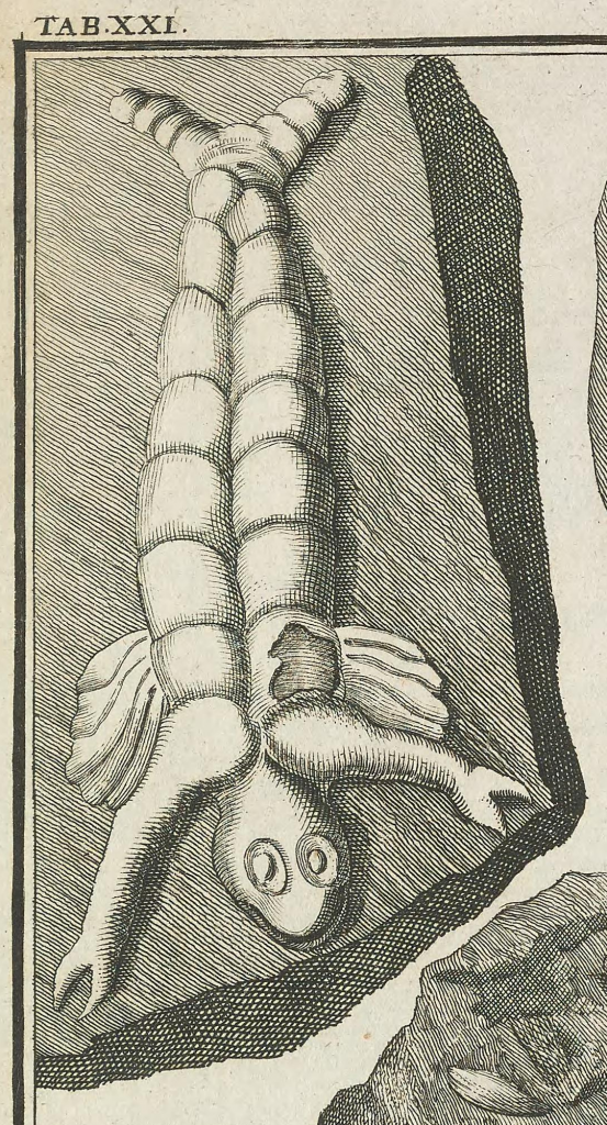 Illustration of a fake fossil.