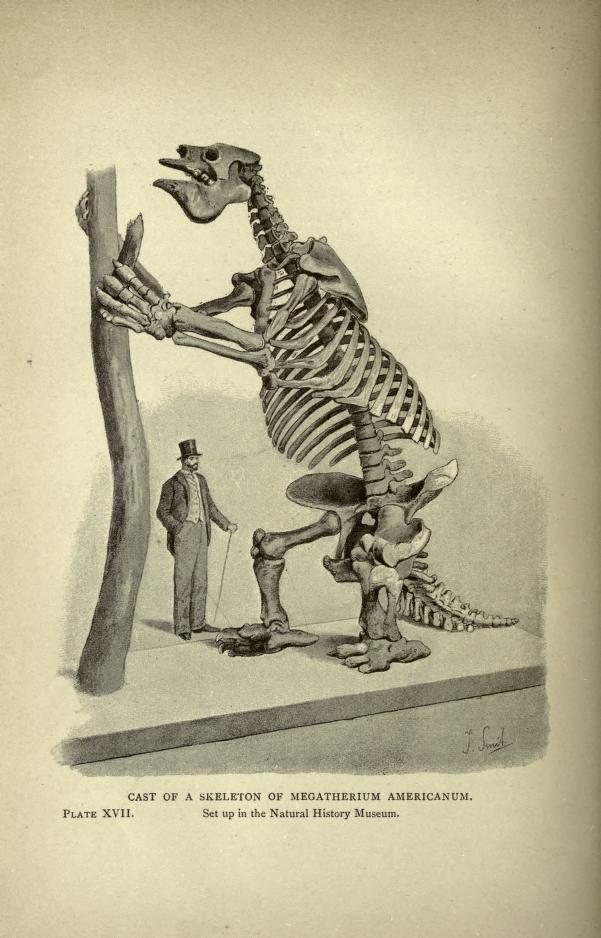 Illustration of a skeleton of a giant ground sloth