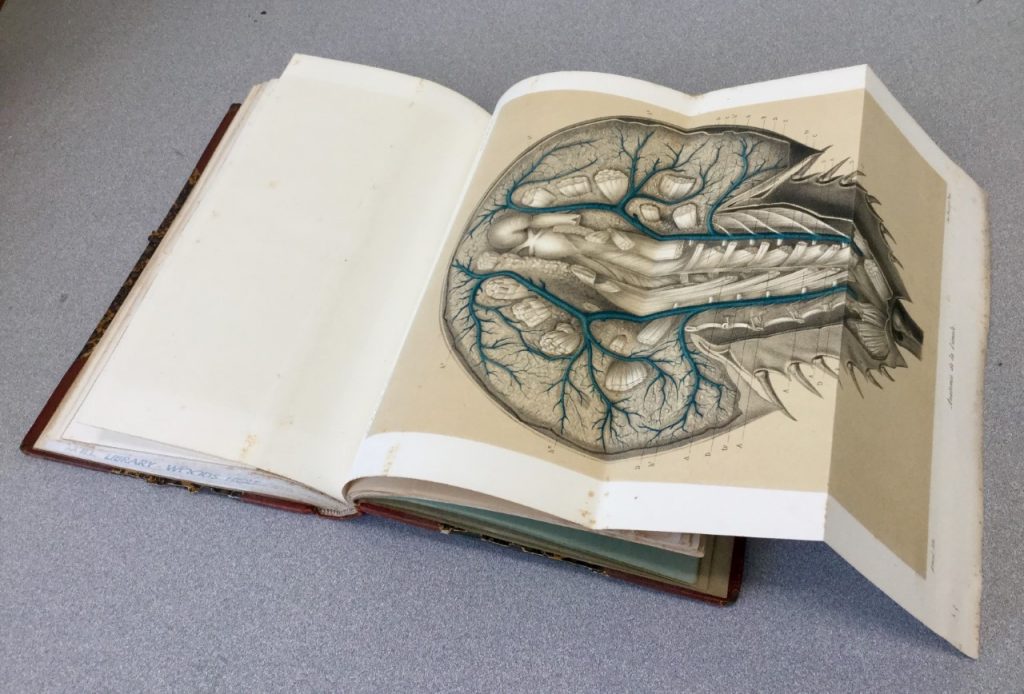 Foldout illustration of a horseshoe crab
